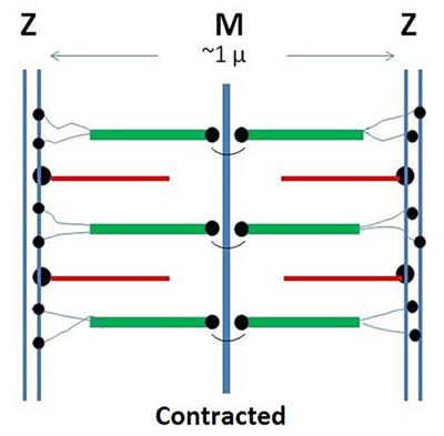 A Supramolecular Polymerization Approach to the Growth of the Myofibril